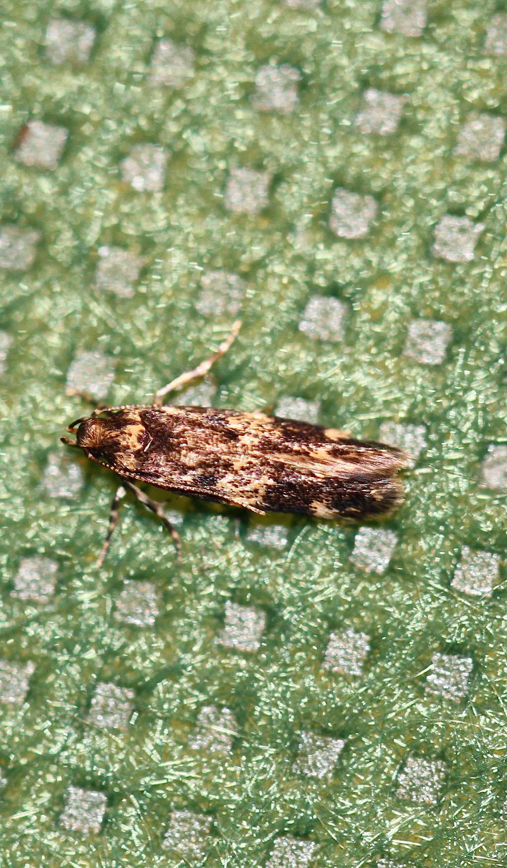 Id microlepidottero